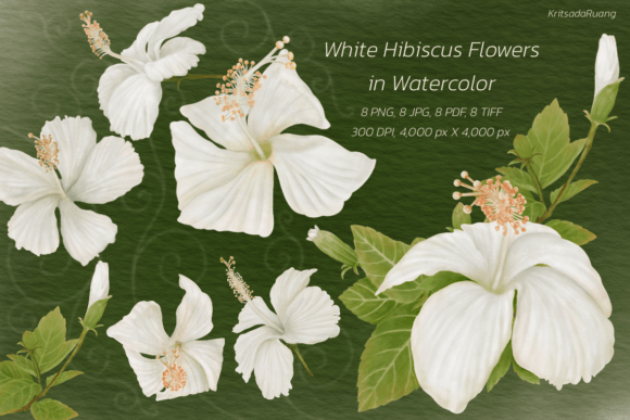 White Hibiscus Flowers in Watercolor: A Designer's Guide